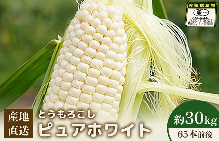 [先行予約]上原農場直送 とうもろこし (ピュアホワイト) 約30kg 約65本前後[66018]