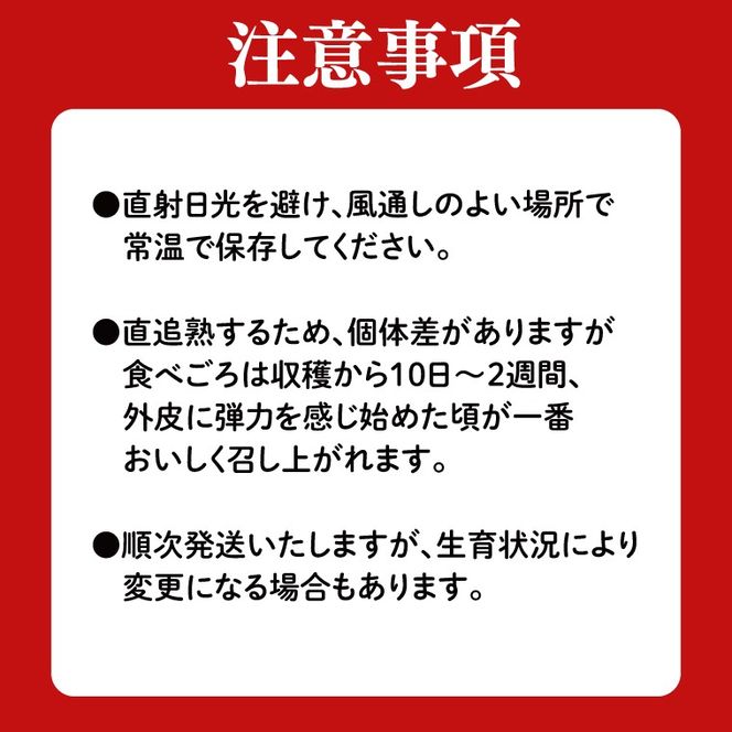 【数量限定】アールスメロン1玉｜青肉・高糖度｜なめらかで上品な甘さ｜メロンの王様｜メロン　ご褒美　デザート　ギフト　益子町　（AA040）