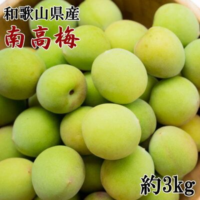 ZD6711_【和歌山名産】南高梅 約3kg（サイズ混合）秀品