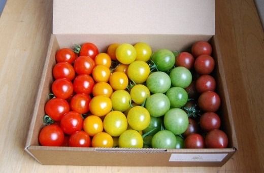 丸福農園の5色カラフルミニトマト ｜ 野菜 トマト ミニトマト 濃厚 贈り物 新鮮 ビタミン ※離島への配送不可