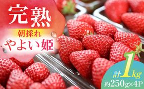 朝摘み 愛知県産 完熟やよい姫 約250g×4パック いちご やよい姫 完熟 愛西市/くぼ苺農園[AECJ003]