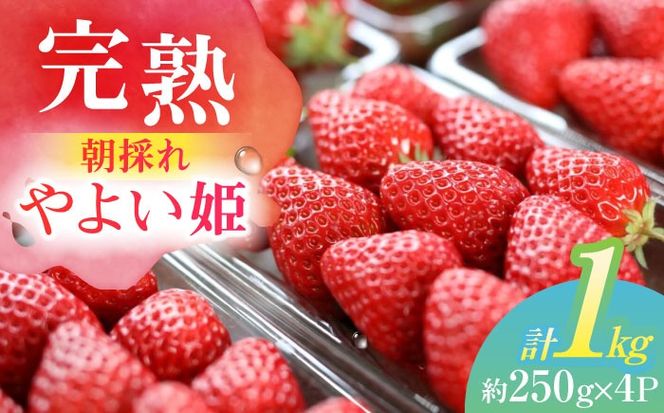 朝摘み 愛知県産 完熟やよい姫 約250g×4パック いちご やよい姫 完熟 愛西市/くぼ苺農園[AECJ003]