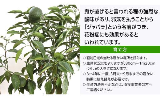 ジャバラの苗 8号ポット 1点 家庭 で 園芸 鉢植え 苗 庭木 果樹 ガーデニング 植物 確実園