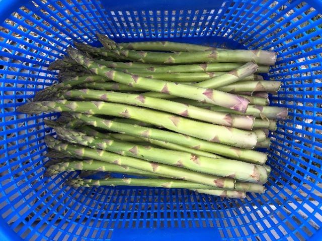 アスパラガス 先行予約 夏アスパラガス 約1kg+100g 約40本前後 S～2L 訳あり 不揃い マコト農園 規格外 アスパラ グリーンアスパラ 野菜 旬 旬の野菜 産地直送 2026年 2026 予約 冷蔵配送 8月～9月発送