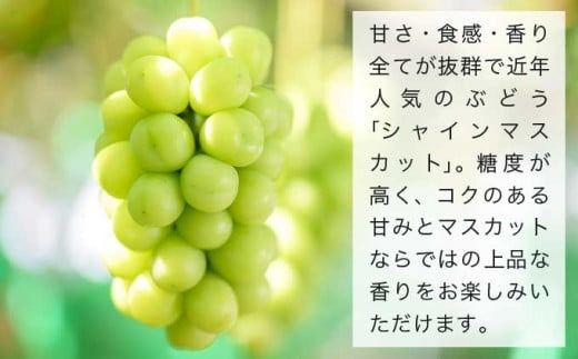 皮ごと食べられる長野県産ぶどう２種詰め合わせ シャインマスカット ＆ ナガノパープル 約1kg 各1房 ［おぶせファーマーズ］ 果物 フルーツ ぶどう 葡萄 冷蔵便 クール便 長野県産 信州産 食べ比べ 令和7年産 【2025年9月中旬〜10月上旬発送】 ［F-27］