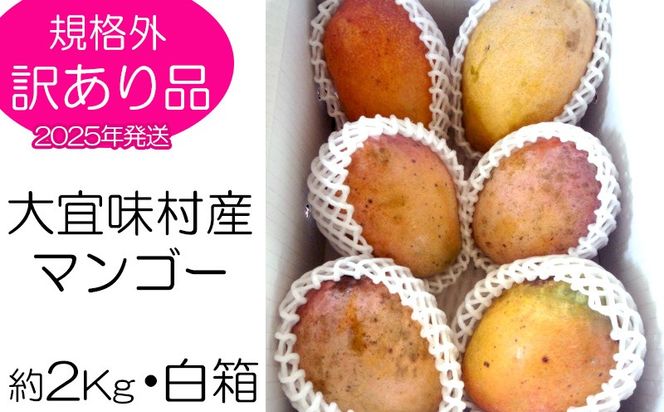 【2025年発送】訳あり品！！大宜味村産マンゴー【約2kg・白箱】 訳アリ 先行予約 沖縄 甘味 糖度 濃厚 おいしい お土産 まんごー アーウィン 果物 くだもの 果実 送料無料 ふるさと納税 ２キロ トロピカル 箱入り 食べ物 フルーツ