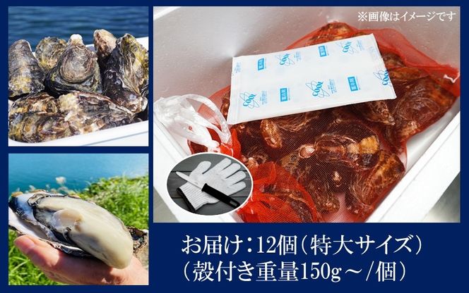 牡蠣 生食用 殻付き くにさきオイスター 特大サイズ12個（殻付き重量150g～/個）　【オイスターナイフ付き】 カキ oyster 生牡蠣_2361R-2