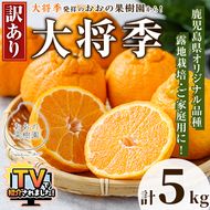＜先行予約受付中！2027年3月下旬以降順次発送予定＞ 数量限定！訳あり・ご家庭用！おおの果樹園の「大将季」(計5kg) 訳あり 訳アリ 果物 フルーツ 果実 柑橘 露地栽培 無加温 みかん 期間限定 家庭用 自宅用 【おおの果樹園】akn087-02