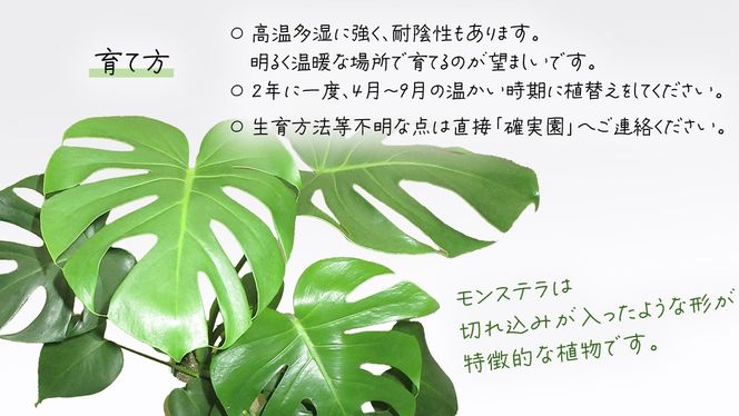 モンステラ 5号ポット 1点 家庭 で 園芸 鉢植え 苗 庭木 果樹 ガーデニング 植物 確実園 観葉植物 インテリア 植木鉢 [BG018us]