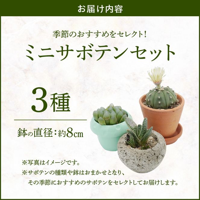 ミニ サボテン セット（3種）［133O06］