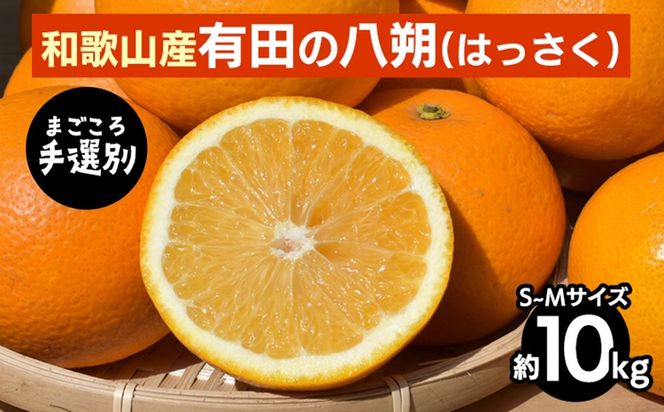 【先行予約】 有田の八朔（はっさく） 約10kg S～M サイズ混合 和歌山県産