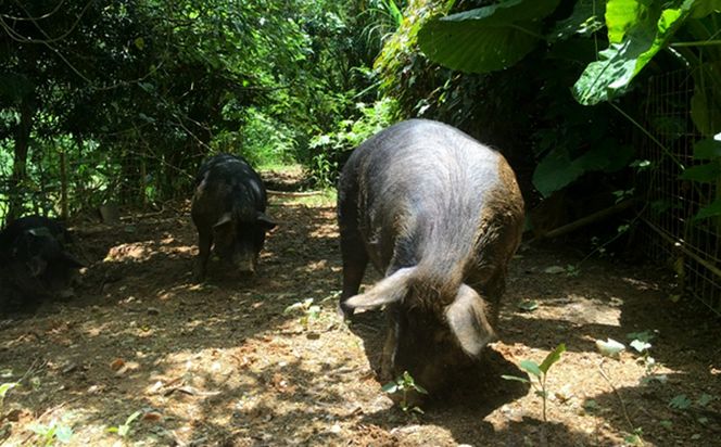 【数量限定】黒金豚アグー　しゃぶしゃぶセット（ロース、モモ） 沖縄県 ブランド豚 豚肉 もも肉 国産 ギフト 自然 美食 絶品 お気に入り 簡易包装 人気 おすすめ 贅沢 旨み 特別な 食品 人気 産地直送 送料無料