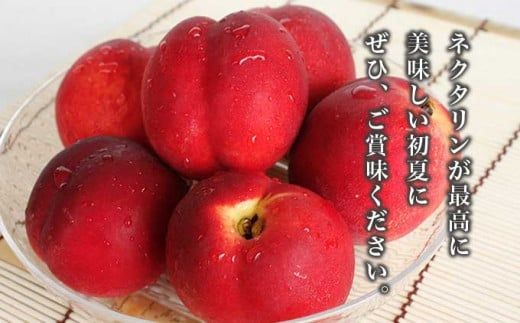 旬のネクタリン 約1.8kg 約2.8kg 選べる内容量 ［小布施屋］ 果物 フルーツ 桃 もも 長野県産 小布施 冷蔵便 クール便 産地直送 数量限定 送料無料 令和8年産 【2026年7月上旬～9月上旬発送】