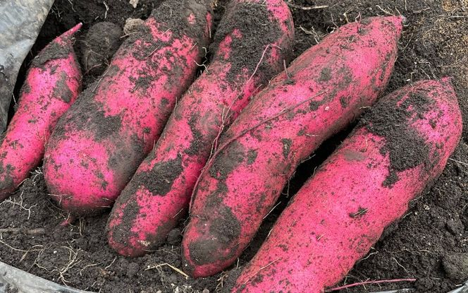 【2026年先行予約】蒜山の柴田さん家の紅はるか 5kg / さつまいも 紅はるか 岡山県 真庭市 蒜山 【sbta002-01】