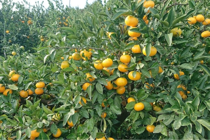 [先行受付][数量限定][家庭用]早生みかん(生果)5kg(2025年11月上旬頃より順次発送)