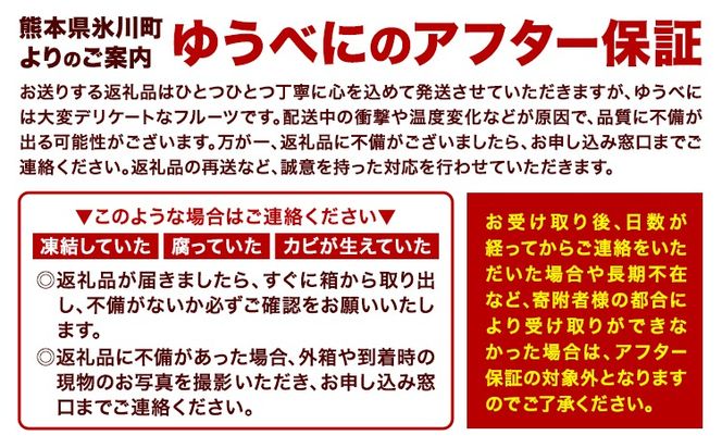先行予約 熊本県産 いちご ゆうべに 約1500g（約250g×6パック）《2月上旬-3月末頃出荷》熊本県 氷川町 果物 フルーツ 苺 イチゴ 先行 予約 アフター保証---hkw_26_lcl_241_1500g---