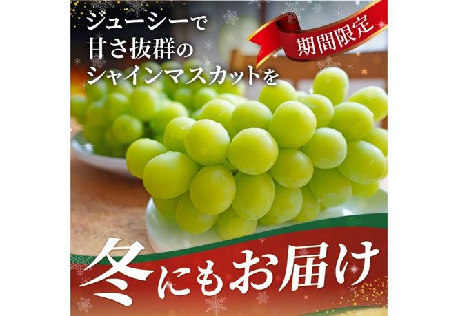 【お届け時期が選べる】 ジューシーで甘さ抜群　厳選シャインマスカット 500g 【クリスマス / 年内 / 新年 / お年賀 】　期間限定 シャインマスカット ぶどう フルーツ 果物 山梨 富士吉田