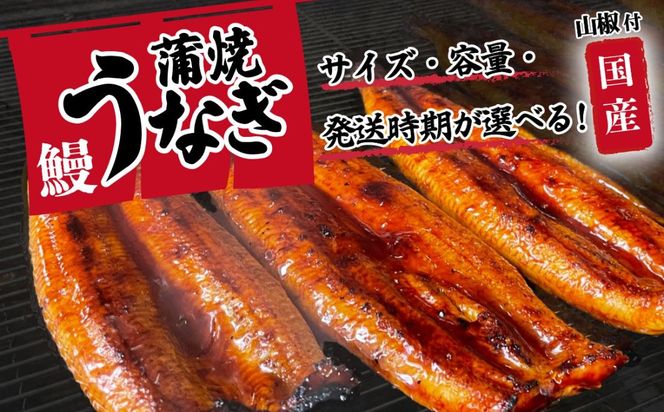  国産 うなぎ 蒲焼 山椒付き 【サイズ・容量・ギフト・発送時期が選べる】 特上2尾 550g以上 (カット加工有・無) / 3尾 380g以上 / 5尾 640g以上 ウナギ 鰻 ふぞろい 不揃い うな重 ひつまぶし 人気 茨城 八千代町 ふるさと納税 冷凍 タレ 山椒 化粧箱 父の日 母の日 ギフト お中元 お歳暮 [SF045ya00]