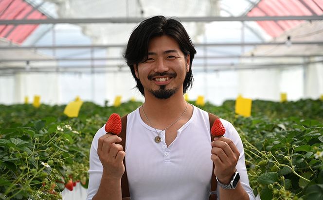 【先行予約】MIYAFARM いちご（品種：よつぼし）12粒入り×2パック 合計 24粒 ※北海道・沖縄・離島への配送不可 ※2027年1月中旬～5月下旬頃に順次発送予定