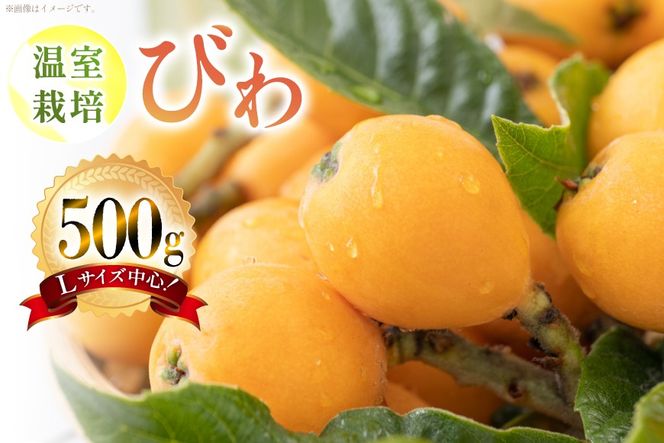 AF220【令和8年度出荷分】果汁たっぷり！川田さん家の温室栽培びわ 500g [びわ ビワ フルーツ 果物 長崎県 島原市]