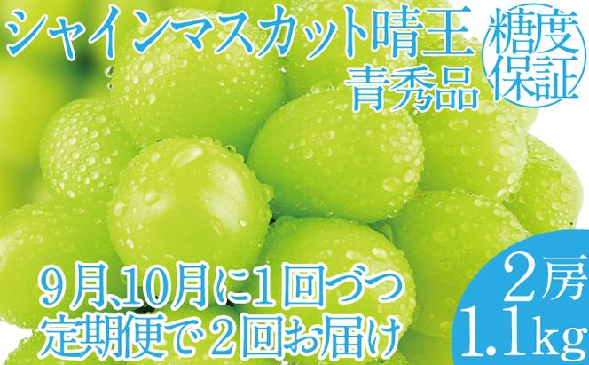 2026年 先行予約受付中【2回定期便】 シャインマスカット晴王 2房 約1.1kg 岡山県産 種無し 皮ごと食べる みずみずしい 甘い フレッシュ 瀬戸内 晴れの国 おかやま 果物大国 ハレノフルーツ