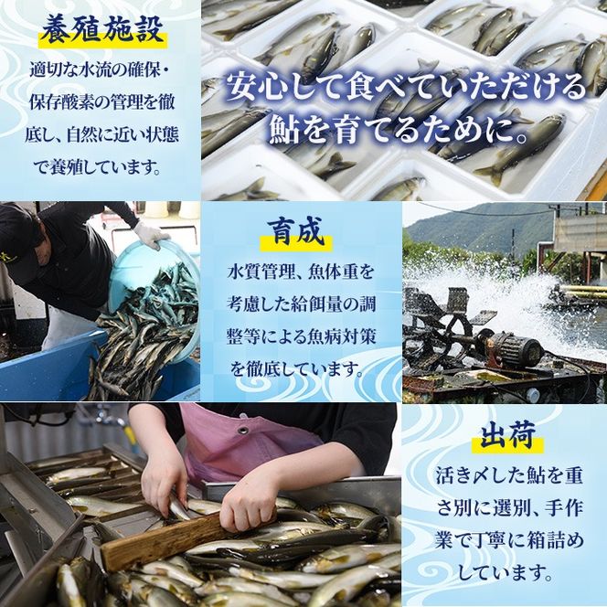 冷凍子持鮎(約1kg・10～14匹) 鮎 冷凍 子持ち鮎 小分け 国産 門川町産 宮崎県産 塩焼き あゆ 川魚 養殖 香魚 【ME-03】【米良水産】