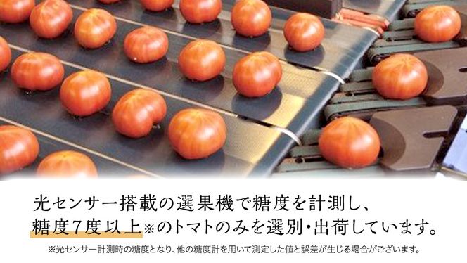 フルーツトマト 大箱 約2.6kg × 2箱 【大玉 20〜35玉/1箱】 2026年産 糖度7度 以上 野菜 フルーツ トマト とまと [AF073ci]