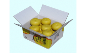 【訳あり】【先行予約】高知県産 土佐文旦 訳あり 約5kg 8～10玉入〈2027年2月〜発送〉 ぶんたん ブンタン 果物 柑橘 フルーツ お取り寄せ おいしい 美味しい 高知県 土佐市【株式会社種田農園】[BQBW004]