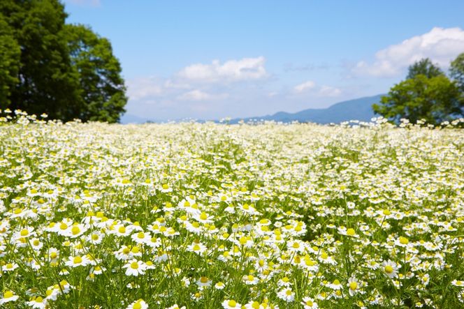 華密恋 ハンド ボディ ソープ 300mL [カミツレ研究所 長野県 池田町 48110801] カミツレン カミツレ ハンドソープ ボディソープ