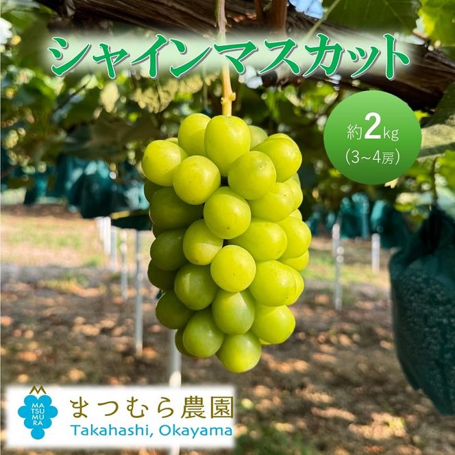 2026年 早期受付 ぶどう シャインマスカット 約２kg（3～4房）大粒  岡山県高梁市産 個装箱入り 葡萄 ブドウ 贈り物