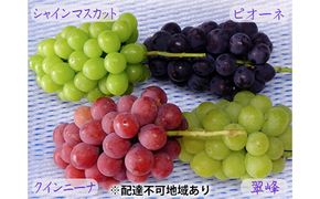 バラエティ セット 3～4房 約2kg 高梁市産 2026年 先行予約 しばくらぶどう園 葡萄 フルーツ 岡山 果物 果物類 詰合せ 