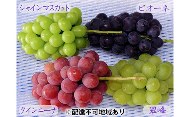 バラエティ セット 3～4房 約2kg 高梁市産 2026年 先行予約 しばくらぶどう園 葡萄 フルーツ 岡山 果物 果物類 詰合せ 