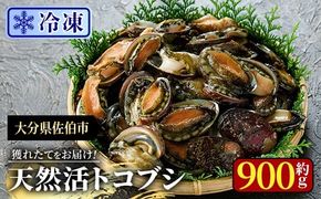 冷凍 天然活きトコブシ (約900g) 魚介 貝 トコブシ とこぶし 網焼き バター焼き バーベキュー 獲れたて 冷凍 海の直売所 大分県 佐伯市【AS150】【海べ】