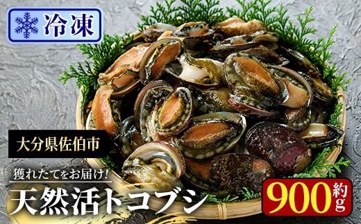 冷凍 天然活きトコブシ (約900g) 魚介 貝 トコブシ とこぶし 網焼き バター焼き バーベキュー 獲れたて 冷凍 海の直売所 大分県 佐伯市【AS150】【海べ】