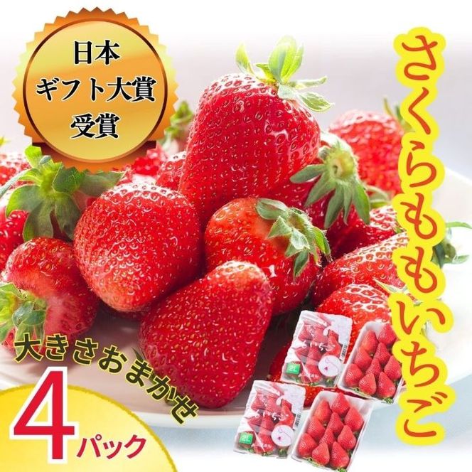 さくらももいちご (4パック入り) 　※2025年1月上旬頃から発送　※北海道・沖縄・離島への配送不可