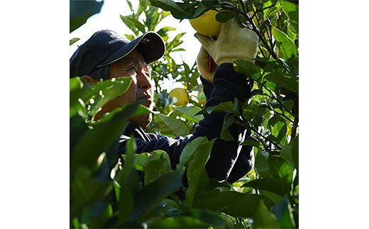 ＜先行予約 2026年2月上旬より順次発送＞ 高知県産 土佐文旦 贈答用 5kg【種田農園】