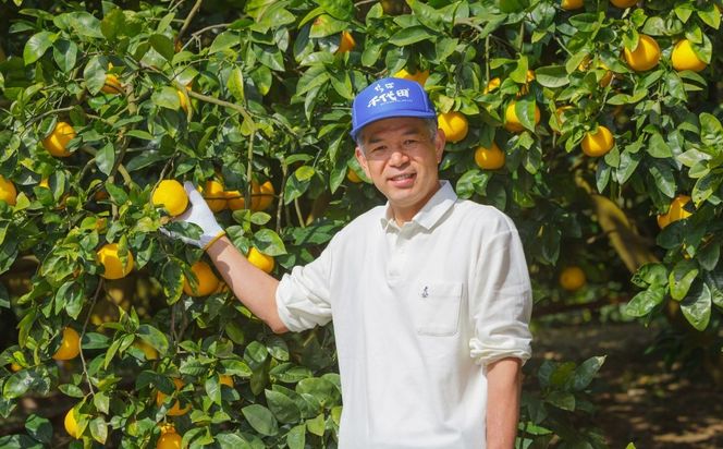 【先行予約】【農家直送】愛媛県産 はるみ 贈答用 4.5kg（2026年1月中旬〜2月上旬頃発送予定） IKTC009 