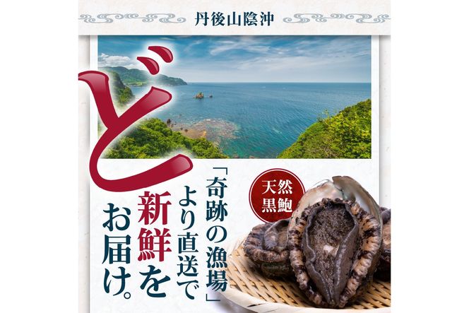 活きたまま届きます！ 天然黒アワビ 海水に酸素入りの特殊梱包 1000g入りおすすめセット　UO01022