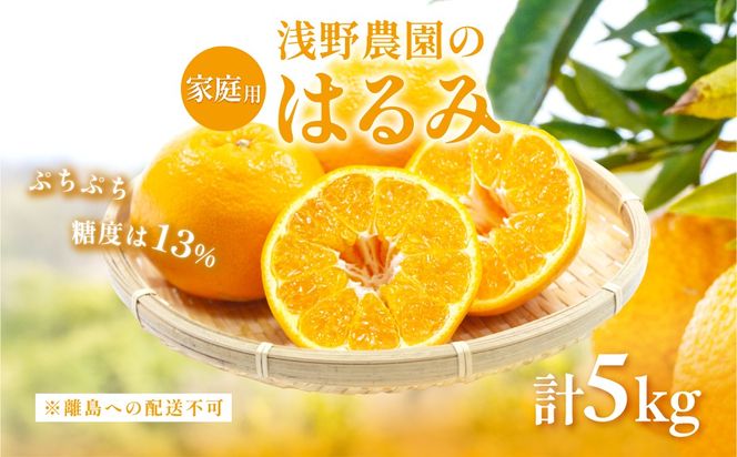 【先行予約】【家庭用】はるみ計5kg※離島への配送不可（2027年2月上旬頃より順次発送予定）IKTAC031