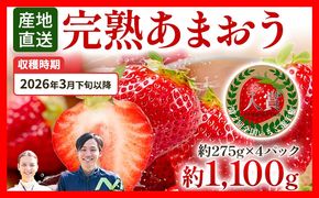 あまおう 約1100g（約275g×4パック） 【先行受付／2026年3月下旬以降順次発送予定】いちご 苺 福岡高級 フルーツ お取り寄せ ご当地グルメ 福岡土産 取り寄せ グルメ 福岡県 食品 社会福祉法人 猪位金福祉会