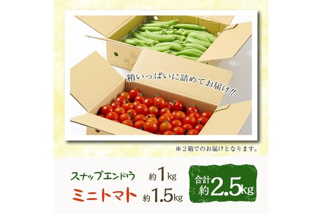 ＜先行予約受付中！2026年2月下旬～4月上旬の間に発送予定＞＜期間限定＞ミニトマト(約1.5kg)とスナップエンドウ(約1kg)野菜 とまと えんどう豆 フルーツトマト サンチェリーピュア ダルタリー アイコ サラダ【GF-3】【グーファーム】