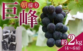 【先行予約】朝採り 巨峰 約2kg (4～6房) 有田巨峰村 大南農園【2026年8月中旬頃より順次発送】 EM001