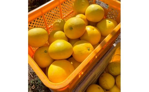楠瀬さんの土佐文旦 家庭用大玉 約3kg 約3キロ 4L～2L ぶんたん ブンタン フルーツ 柑橘 みかん 果物 くだもの 柑橘類 デザート おやつ さっぱり おいしい 甘い お取り寄せ 国産