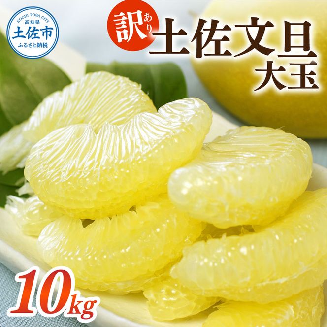 ＜土佐市産＞ 土佐文旦 大玉 訳あり 約10kg（3L～2Lいずれかのサイズ）白木果樹園 返礼品 高知県 土佐市