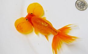 東かがわ市産　【水泡眼】 地域のお礼の品 カタログ 生き物 