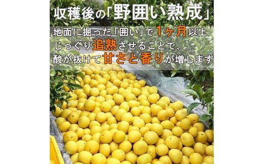 ＜土佐市産＞土佐文旦 訳あり 約10kg（3L～Lいずれかのサイズ）白木果樹園 返礼品 高知県 土佐市
