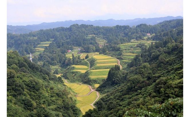 【令和8年産 先行予約】【定期便／全4回】精米2kg 新潟県魚沼産コシヒカリ「山清水米」 お米