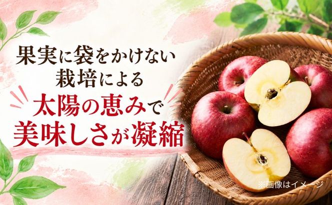 りんご サンふじ 青森県産 約 5kg (12～18玉） フルーツ 果物 ふじ 産地直送 お取り寄せ 送料無料 青森県 鰺ヶ沢町 《木村りんご園》