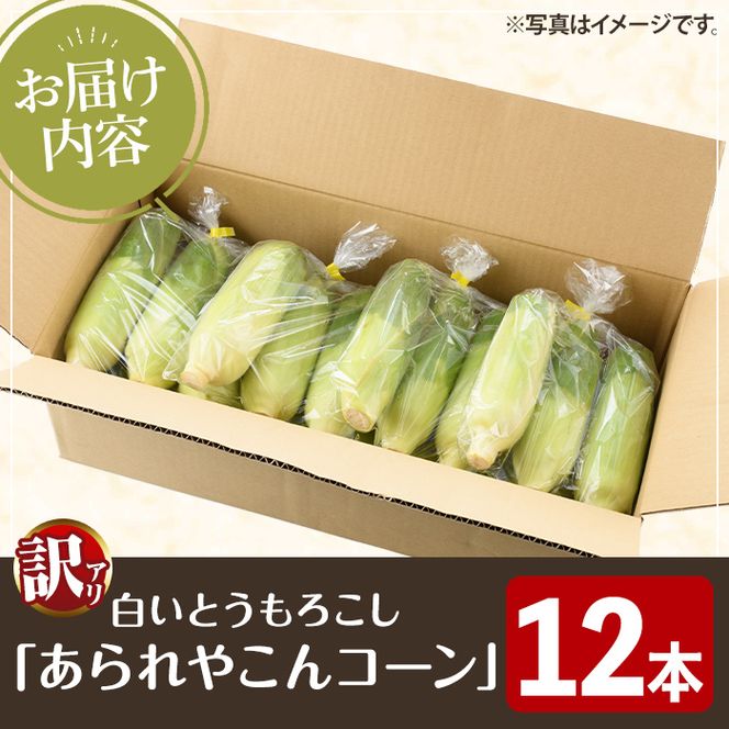 ＜先行予約受付中！2026年6月中旬以降順次発送予定＞訳あり！白いとうもろこし「あられやこんコーン」(12本) 国産 トウモロコシ 玉蜀黍 ホワイト コーン 野菜 糖度 夏 イネ科 数量限定 期間限定 訳アリ 旬 【うとさんち】akn067-05