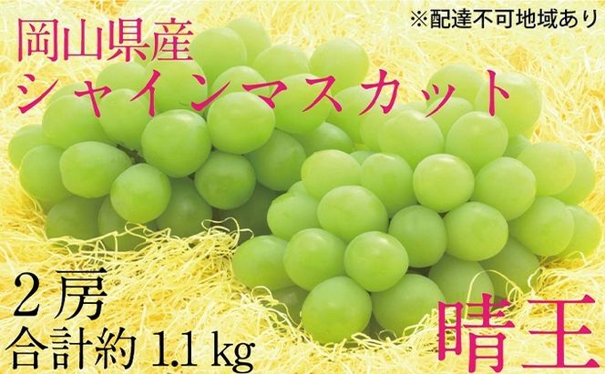 ぶどう 2026年 先行予約 シャイン マスカット 晴王 2房（合計約1.1kg） ブドウ 葡萄  岡山県産 国産 フルーツ 果物 ギフト デザート 食後 酸味が少ない 産地直送